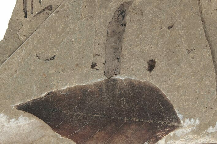 Fossil Leaf (Fagus, Pinus) - McAbee, BC #226032